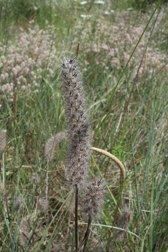 ďatelina roľná (Trifolium arvense)