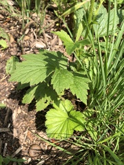 Geum