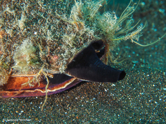 Conus canariensis
