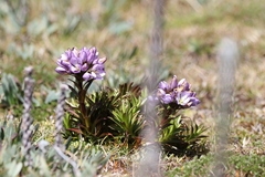 Gentianella foliosa