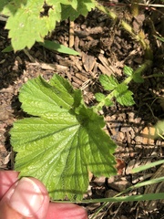 Geum