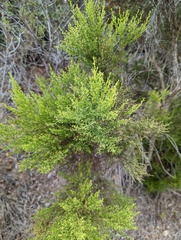 Baccharis sarothroides × pilularis
