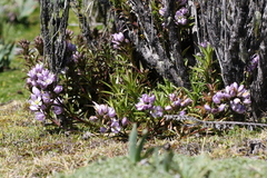 Gentianella foliosa
