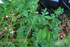 Coronilla coronata
