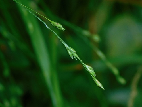 Image of Festuca subverticillata by (c) Michael J. Papay, some rights reserved (CC BY)