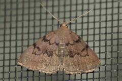 Zanclognatha dentata