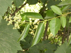 Ligustrum lucidum