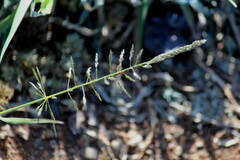 Sporobolus nitens