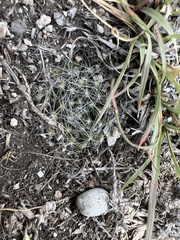 Mammillaria zephyranthoides