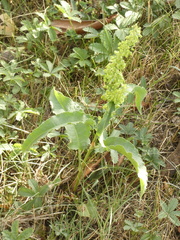 Rumex crispus