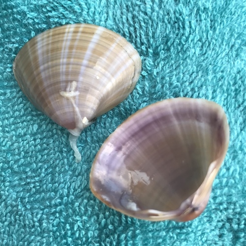 Mactra stultorum