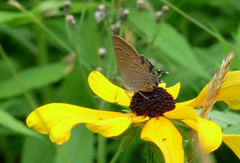 Satyrium caryaevorus