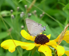 Satyrium caryaevorus