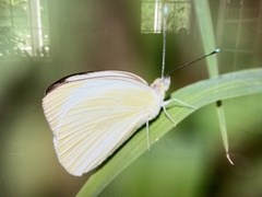 Ascia monuste eubotea