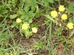 Crepis
