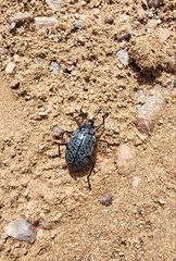 Cypherotylus californicus