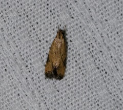 Meleonoma rostellata