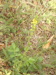 Agrimonia eupatoria