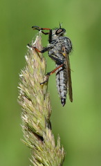 Pamponerus germanicus