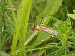 Nephrotoma submaculosa