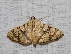 Glyphodes caesalis