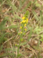 Agrimonia eupatoria