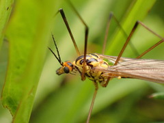 Nephrotoma submaculosa