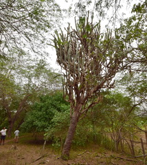 Armatocereus cartwrightianus