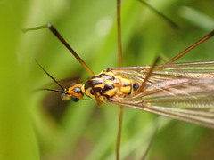 Nephrotoma submaculosa