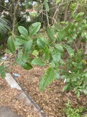 Schinus terebinthifolia