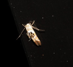 Hieromantis arcuata