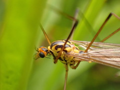 Nephrotoma submaculosa