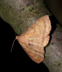 Homodes bracteigutta