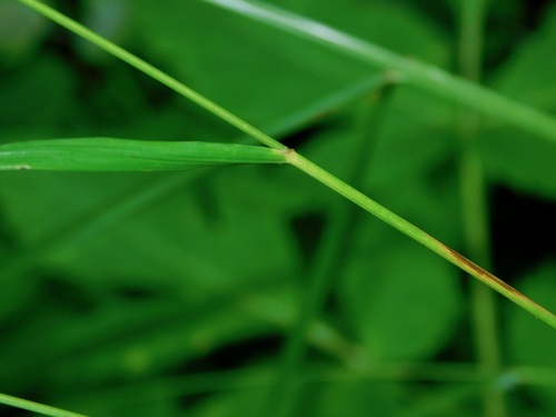 Image of Festuca subverticillata by (c) Michael J. Papay, some rights reserved (CC BY)