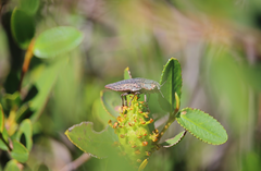 Ectinogonia buquetii
