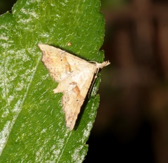 Hypenagonia