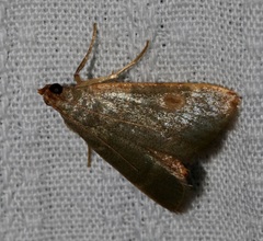 Hypsopygia nonusalis