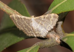 Idaea costiguttata
