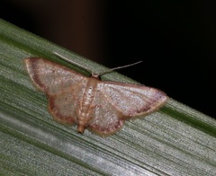 Idaea impexa