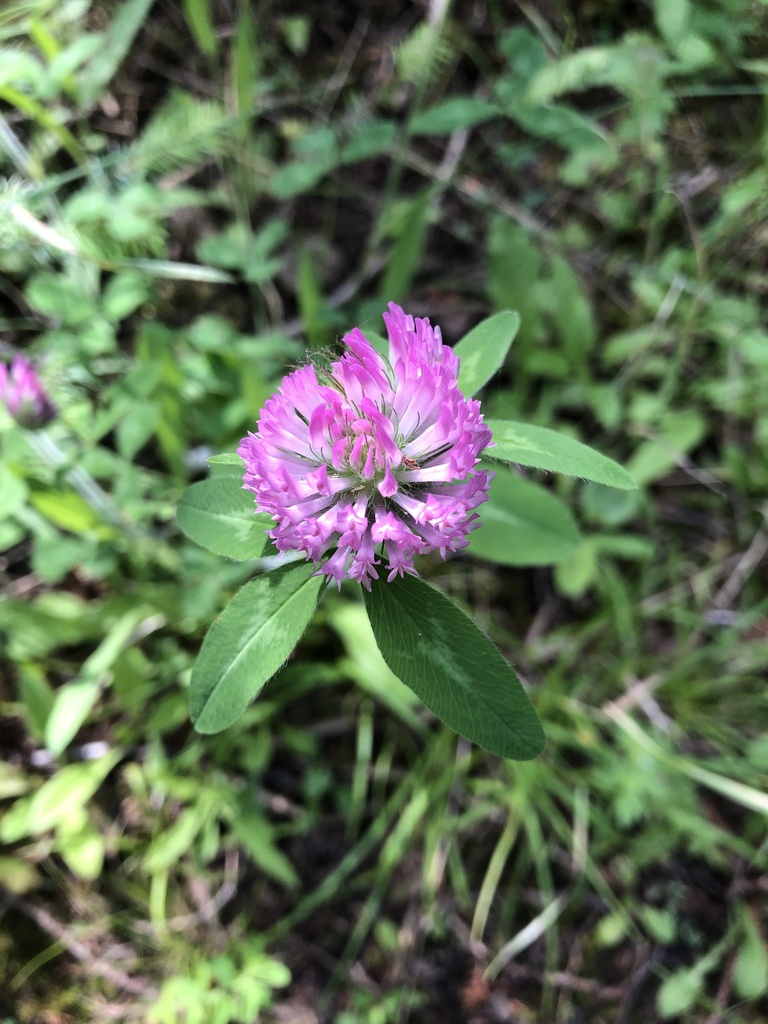 Red Clover