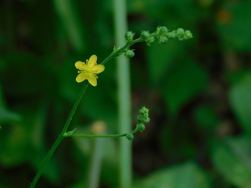 Common agrimony (Agrimonia gryposepala)