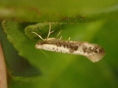 Argyresthia retinella