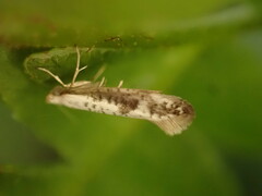 Argyresthia retinella