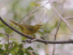 Myiothlypis flaveola