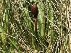 Galeropsis polytrichoides