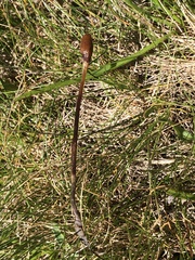 Galeropsis polytrichoides