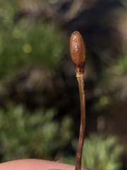 Galeropsis polytrichoides