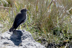 Muscisaxicola alpinus