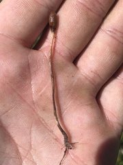 Galeropsis polytrichoides