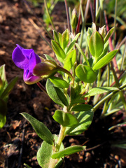 Polygala amatymbica